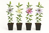 Exotenherz Passiflora Rainbow - Plantas trepadoras (4 unidades, maceta de 11 cm)