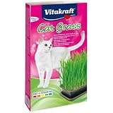 Vitakraft hierba gatos bandeja, mezcla semillas gatos,crecimiento (1x 120g) | con bandeja y sustrato mineral, hierba para gatos todo el año, vitaminas y minerales, ayuda eliminación bolas pelo