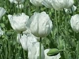 Amapola blanca - Papaver somniferum - Amapola blanca con semillas, más de 300 semillas - Semillas Am 044