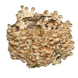 Hawlik Pilzbrut - Bio cultivo de setas Shiitake - Cultura de shiitake orgánico para cultivar uno mismo - setas autocultivo - cultivarse champiñones frescos en casa - kit cultivo setas comestibles