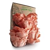 Kit de cultivo de hongos ostra rosa | Cultivo durante todo el año | Setas en casa | Pulverización diaria | Cosecha rápida | Cultivo fácil | Regalo gourmet