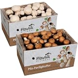 Hawlik Pilzbrut | 2 cultivos de champiñones | Cultivo setas champiñón blanco y marrón pequeño | 2x cultivos de setas mezcla | Cultivarse el Portobello