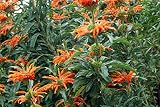 Análisis y comparativa de los mejores artículos para fumadores de Leonurus leonotis