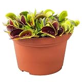 Verdecora Dionaea Muscipula Venus Atrapamoscas Planta Carnívora Ø13cm | Planta Natural de Interior