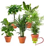 Set de 5 Plantas “Apto para Mascotas”, +/- 30–60 cm, ø 12–15 cm maceta, Palmera de Salón, Planta de Plátano, Palmera Areca, Árbol del Dinero, Calatea, no tóxico y apto para mascotas