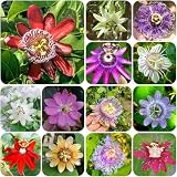semillas de pasiflora, pasiflora de jardín, enredaderas, decoración jungla, pasionaria jardín balcón decoración otoño semillas pradera 700semillas